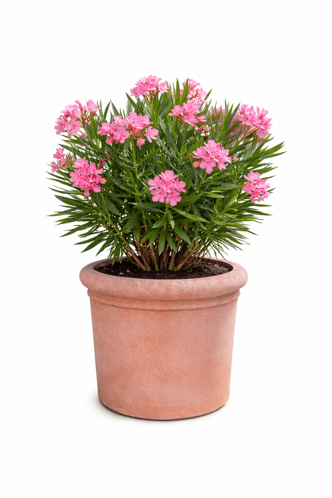 Grand pot en terre cuite rond en terracotta d’Impruneta